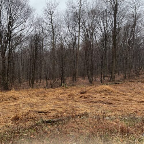 6 Kids Properties Picture-500x500 Explore the Wild Catskills: Own 5 Acres of Hunting & Adventure Land  